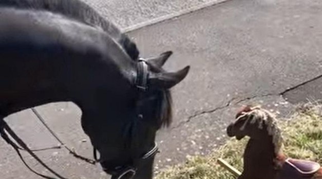 Konj ugledao plišanog konja pored ceste i njegova reakcija je nevjerojatna (video će vas nasmijati do suza)