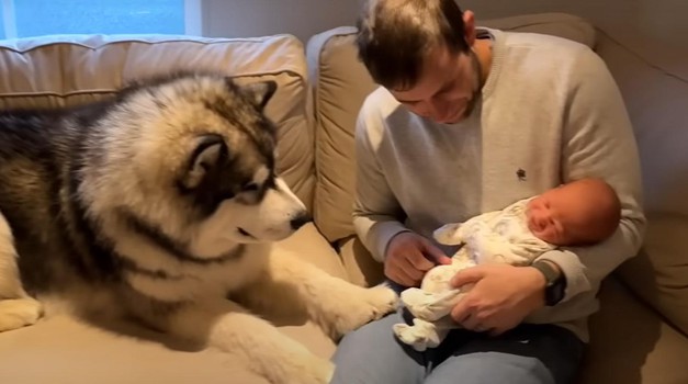 DIRLJIV VIDEO o štencu koji je dirnuo svijet: golemi haski prvi put ugledao bebu, novorođenče svojih vlasnika