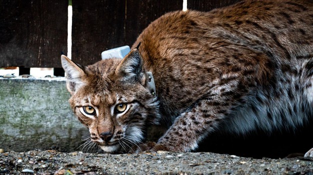 Ris s Karpata i u Gorskom kotaru. Jesu li doista u okolici Snežnika ulovili ovu nevjerojatno rijetku vrstu predatora?