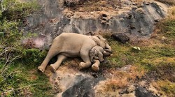 To je ljubav, sretna obitelj! U Indiji snimili nevjerojatnu scenu koju nikada nećete zaboraviti (VIDEO)
