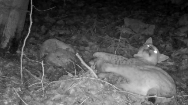 Ris u noćnom provodu s 3 razigrane mace! Kamera u šumi snimila je prizor kakav se nikada nije vidio uživo