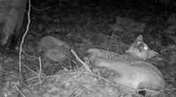 Ris u noćnom provodu s 3 razigrane mace! Kamera u šumi snimila je prizor kakav se nikada nije vidio uživo