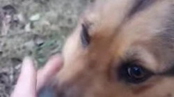 Braća posjećuju "zapuštenog" psa, koji bi bez njih "tanko piškio" (pogledajte radost i zahvalnost ovog psa kad ih ugleda)