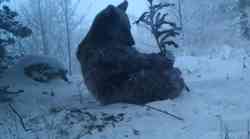 Spavaju li medvjedi stvarno zimi? Ovaj, na samo 90 km od Zagreba još uvijek je budan, razigran i uživa na snijegu