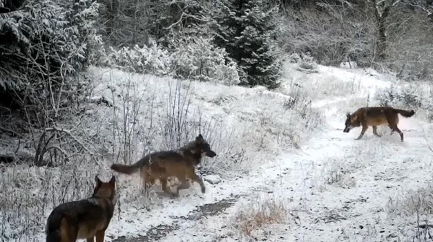 Plitvička jezera kakva ne poznajete: skrivena kamera otkrila nevjerojatan prizor