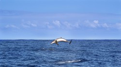 Prekrasne vijesti stižu iz Istre i Savudrijske vale: tijekom rada na terenu primijetili su...
