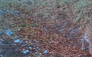 Kamera u parku prirode Učka snimila 'veliku zvijer' koja je posljednji put viđena sredinom osamdesetih!