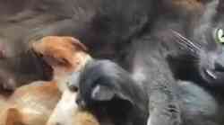 Pravo čudo: Mačka usvojila siročad vjeverica (video koji morate pogledati)