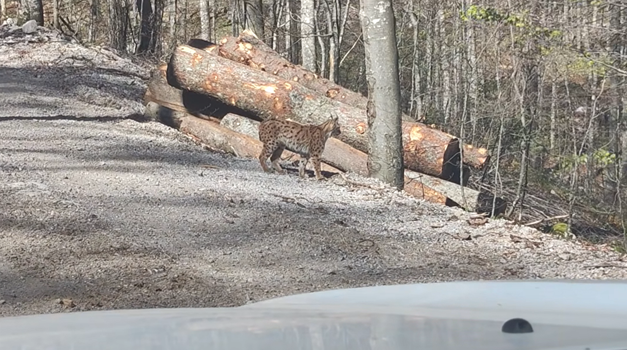 Risovi u Kočevju i Gorskom kotaru! Nevjerojatno što je izašlo iz hrvatskih i slovenskih šuma: Prizor je rijedak i za šumare (VIDEO)