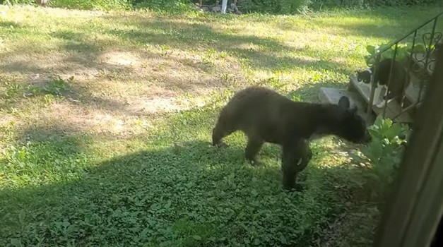 "Strašni mačak potjerao medvjeda na drvo, koji se smucao oko njegove kuće  (VIDEO kojeg morate vidjeti)