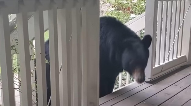 Čovjek spasi medvjedića, tri godine kasnije dogodi se nešto nevjerojatno