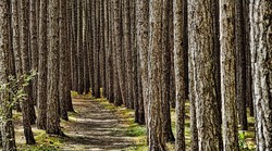 Stručnjaci upozoravaju: zbog visokih temperatura urbanim sredinama širi se štetnik koji ozbiljno prijeti...