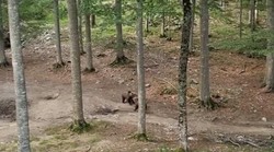 Tako se brani medvjedića! Zbog mladunca medvjedica je sprema ama baš na sve! (VIDEO)