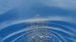 U Jadranskom moru uočen je pravi raritet, a stručnjaci su u strahu