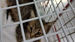 Tragična sudbina mačića u Istri: djeca su ga nasmrt pretukla nakon prometne nesreće