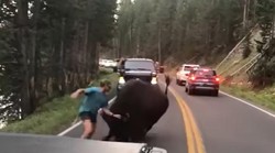 Čovjek izazvao bizona, uslijedilo je iznenađenje, jer životinja mu nije ostala dužna (pogledajte video!)