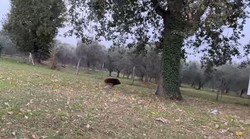 VIDEO: Vijetnamska svinja mirno se prešetava i po samom središtu Poreča