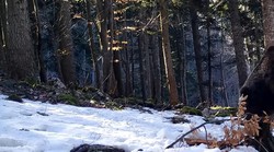 Skrivena kamera na 100 kilometara od Zagreba otkrila kako 'čvrsto' spavaju medvjedi zimi