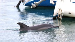 U Savudrijskoj vali uočen delfin čudnog ponašanja (stručnjaci upozoravaju da mu se ne približavate)