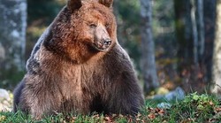 Kamera iz Kočevske šume: Svi su gledali u golemog medvjeda, ali nitko nije primijetio tko je u pozadini