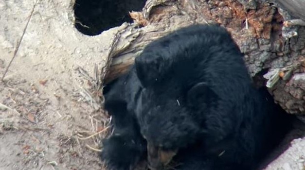 Kamera je snimila medvjeda kako sav mamuran puže u svoju zimsku jazbinu (video je pogledalo oko 3 milijuna ljudi!)