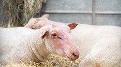 Vlasnik nestale ovce nudi nagradu od 60.000 eura! Kada saznate zašto, sve će vam biti jasno