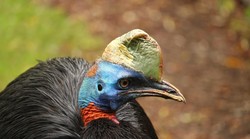 Ovo je najopasnija ptica na svijetu: Australci je se boje čak i više od otrovnih zmija i pauka (VIDEO)