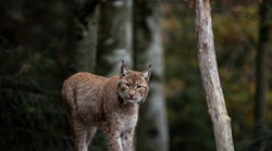 Kakva sreća! Šumar je prije nekoliko dana primijetio risa, a sada je snimio još jednog u šumi... (VIDEO)