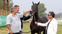Gdje su ti ukradeni milijuni eura završili Tomaševiću? Odgovori! Prozvani ljubitelj konja naprosto ne može vjerovati da je krivac za nestanak dva milijuna samo on i nitko drugi!