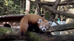 Tuga za posjetitelje Zoološkog vrta u Ljubljani: mala mačka panda odlazi u inozemstvo iz posebnog razloga