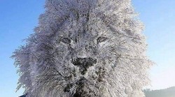 Što prvo vidite? Vidiš li lava ili drvo? Optička iluzija otkriva detalje o vašoj osobnosti