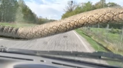 Scena od koje se ledi krv u žilama: Igora na cesti za Poreč iznenadila ogromna zmija (pazite, nije za one sa slabim srcem!)