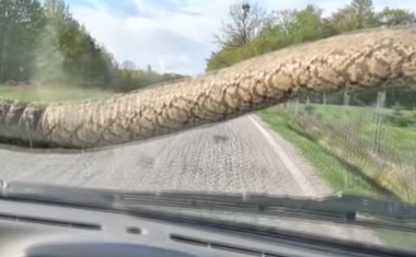Scena od koje se ledi krv u žilama: Igora na cesti za Poreč iznenadila ogromna zmija (pazite, nije za one sa slabim srcem!)