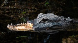 U močvari zapazili nešto posve nevjerojatno: znanstvenici se pitaju kako je to uopće moguće (FOTO)
