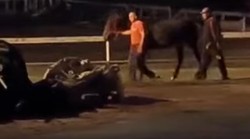 USKOK steže obruč oko KONJOKRADICA S HIPODROMA! Opet upleteni Tomašević, Korlaet & Co.! 45 konja pod okriljem mraka utrpano u dva šlepera stranih registarskih oznaka