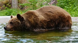 Dirljivi prizori: Spašeni medvjed Felix koji blizu hrvatske granice nije bio sretan! Sad u Austriji uživa kao nikada (FOTO)