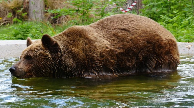 Dirljivi prizori: Spašeni medvjed Felix koji blizu hrvatske granice nije bio sretan! Sad u Austriji uživa kao nikada (FOTO)