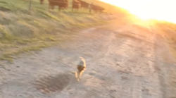 Radnik ostao bez posla na farmi: Na odlasku snimio psa, njegova reakcija šokirala svijet (VIDEO)