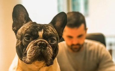 Što znači kada vas pas poliže: Neki ljudi misle da je to poljubac odanosti i vjete, ali istina je...