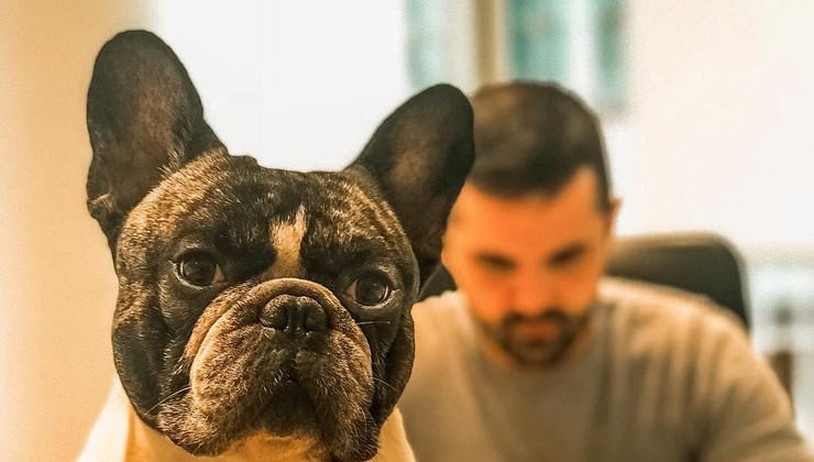 Što znači kada vas pas poliže: Neki ljudi misle da je to poljubac odanosti i vjete, ali istina je...