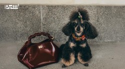 "Gondola torbe": Must-have dodatak za proljeće 2026.