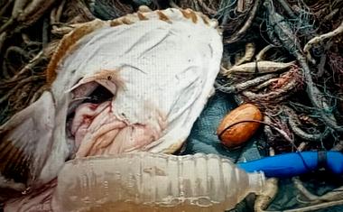 Dalmatinac iz utrobe grdobine izvadio plastičnu bocu od jedne litre u Prapatnom, a njegov je video vidjelo čak 2,2 milijuna ljudi širom svijeta, zgroženih onečišćenjem okoliša, mora, prirode, voda...