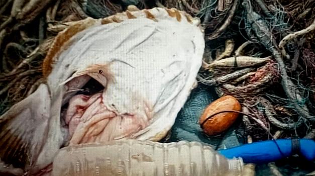 Dalmatinac iz utrobe grdobine izvadio plastičnu bocu od jedne litre u Prapatnom, a njegov je video vidjelo čak 2,2 milijuna ljudi širom svijeta, zgroženih onečišćenjem okoliša, mora, prirode, voda...