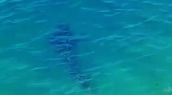 Lovili su ribu u Jadranu kada se na njih iz morskih dubina obrušila neočekivana neman: ono što je uslijedilo ostavilo ih je bez riječi