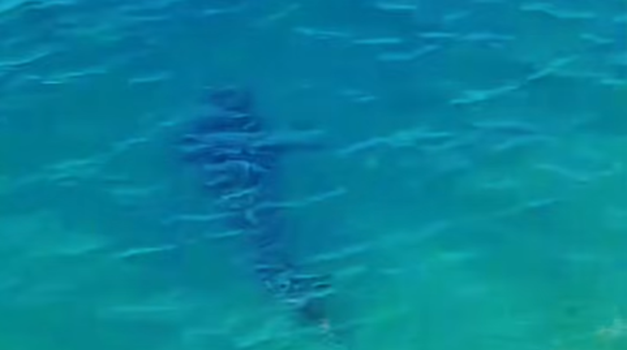 Lovili su ribu u Jadranu kada se na njih iz morskih dubina obrušila neočekivana neman: ono što je uslijedilo ostavilo ih je bez riječi