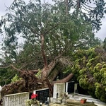 Mirogoj! Ništa više kao što je nekad bilo. Da ti srce stane, za plakanje. Na najpoznatijem svjetskom groblju palo je i više od 300 stabala (foto: Igor Stažić / Start)