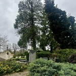 Mirogoj! Ništa više kao što je nekad bilo. Da ti srce stane, za plakanje. Na najpoznatijem svjetskom groblju palo je i više od 300 stabala (foto: Igor Stažić / Start)