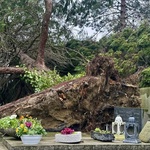 Mirogoj! Ništa više kao što je nekad bilo. Da ti srce stane, za plakanje. Na najpoznatijem svjetskom groblju palo je i više od 300 stabala (foto: Igor Stažić / Start)