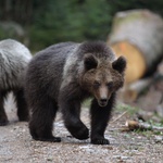 Fotografije koje skidaju masku: Hrvatska ljepota pod tonama našeg smeća (foto: Miljac)