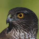 Fotografije koje skidaju masku: Hrvatska ljepota pod tonama našeg smeća (foto: Miljac)